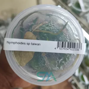 IC351 Nymphoides hydrophylla Taiwan ADA tissue culture aquarium plant