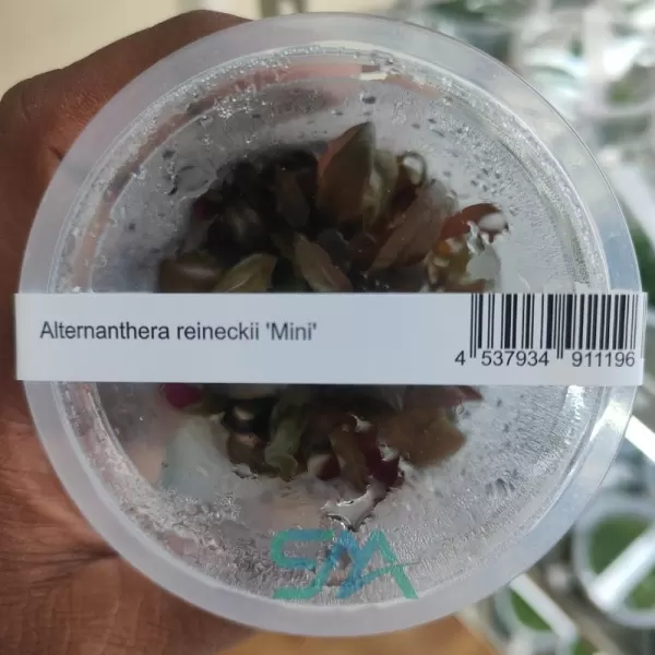 IC408 Alternanthera Reineckii Mini ADA tissue culture red aquarium plant