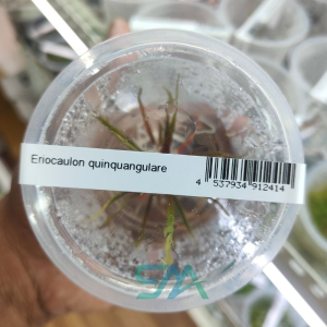 IC466 Eriocaulon Quinquangulare ADA tissue culture red rosette aquarium plant