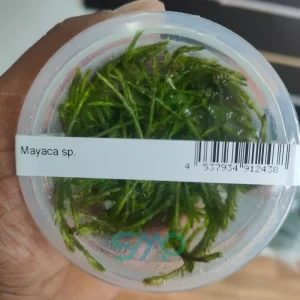 IC474 Mayaca Sp ADA Tissue Culture Aquarium Plant
