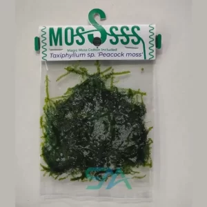 ZP813 Peacock Moss ADA aquatic moss for driftwood rocks and planted aquarium aquascaping