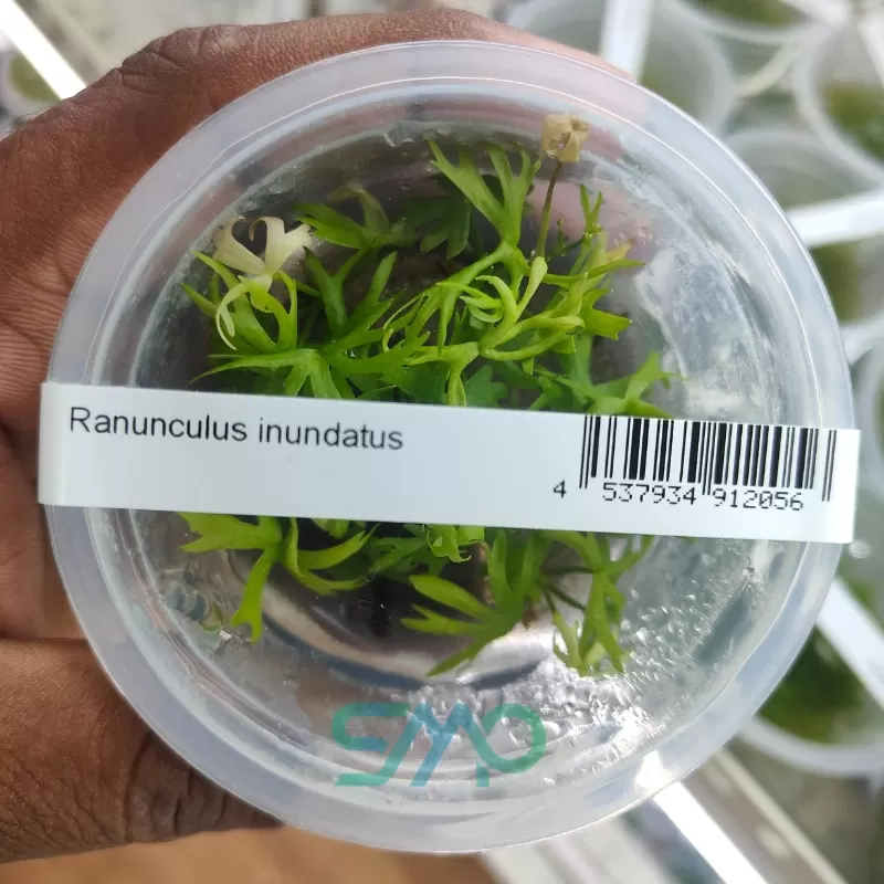 IC296 Ranunculus inundatus ADA Tissue Culture Aquarium Plant