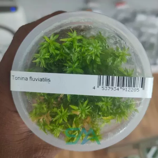 IC464 Tonina Fluviatilis ADA tissue culture stem plant for planted aquariumIC464 Tonina Fluviatilis ADA tissue culture stem plant for planted aquarium