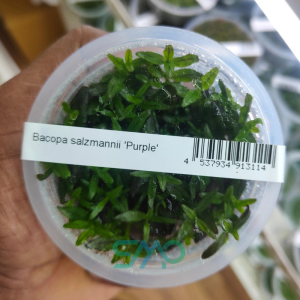 IC472 Bacopa Salzmannii Purple ADA tissue culture aquarium plant
