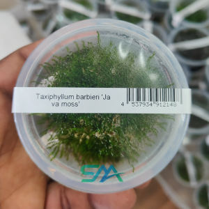 Java Moss (Taxiphyllum barbieri) ada tissue culture