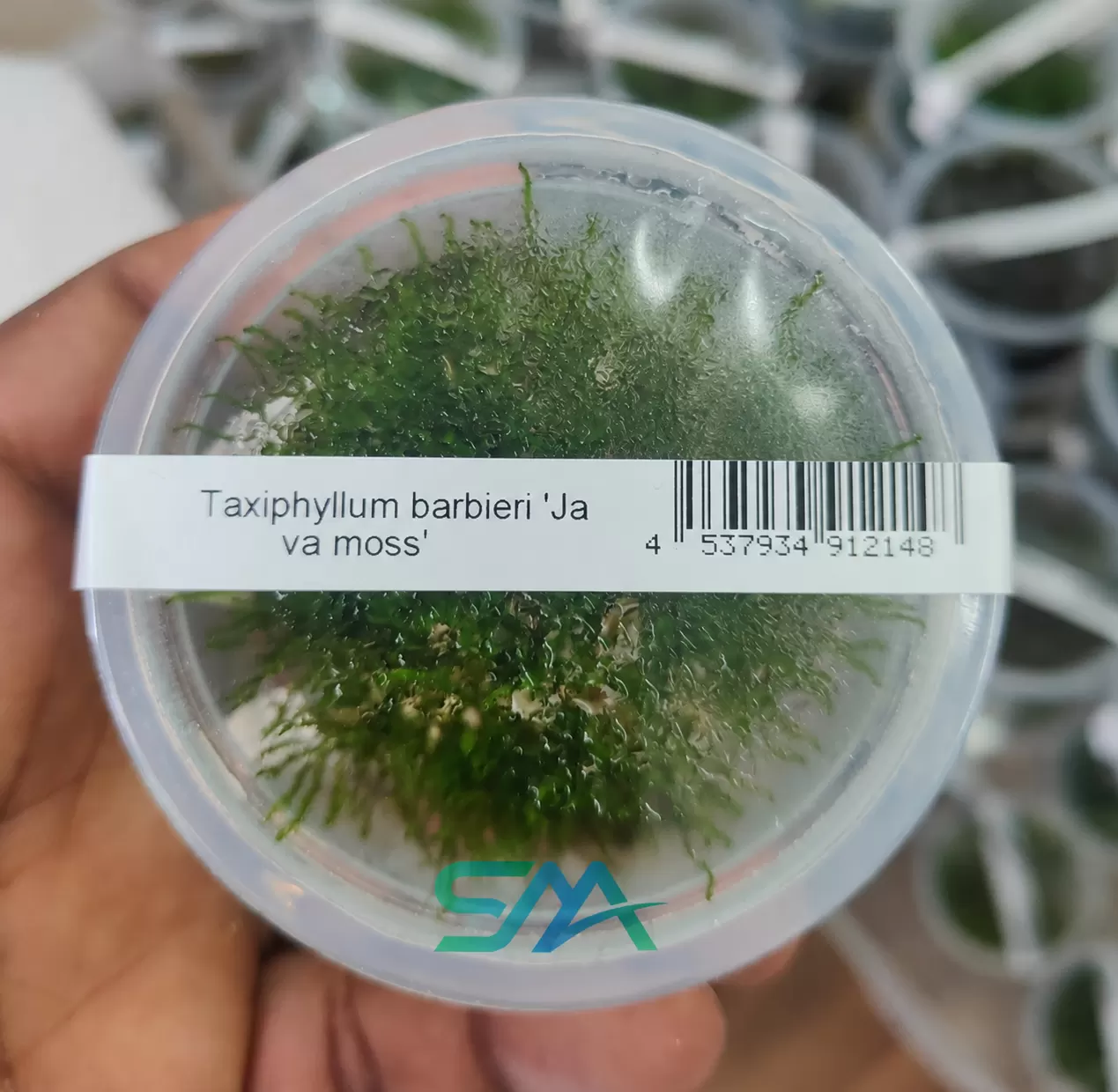 Java Moss (Taxiphyllum barbieri) ada tissue culture