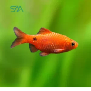 069