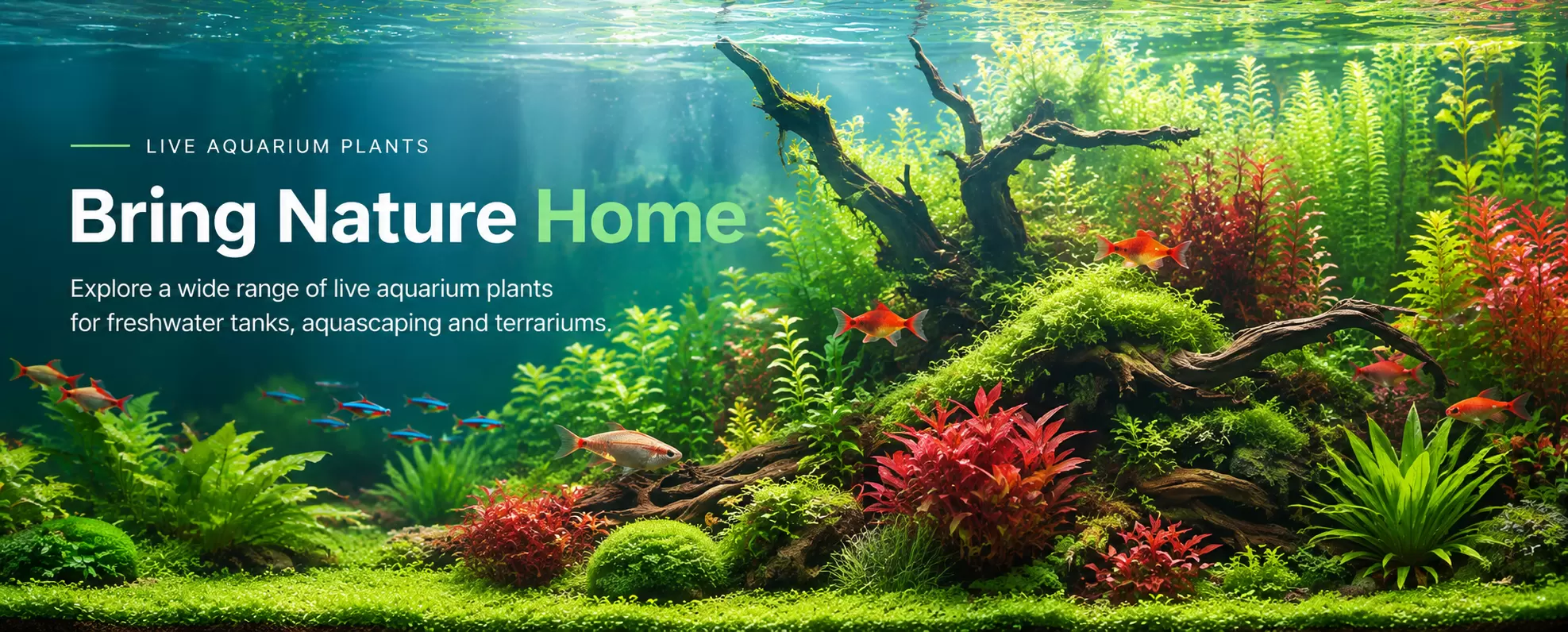 Aquarium plants of Sma