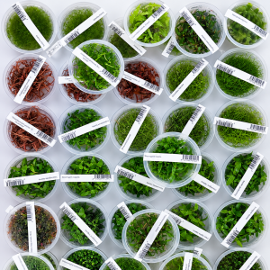 ada tissue culture