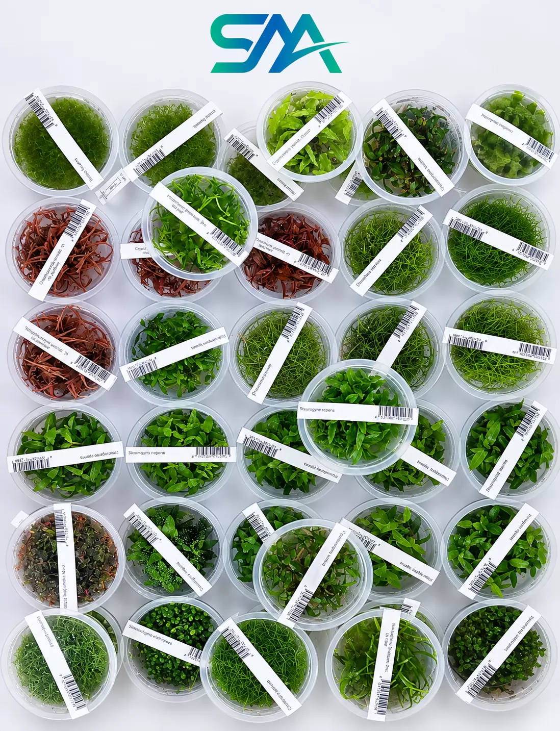 ada tissue culture