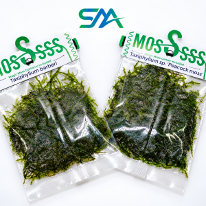 moss for aquarium
