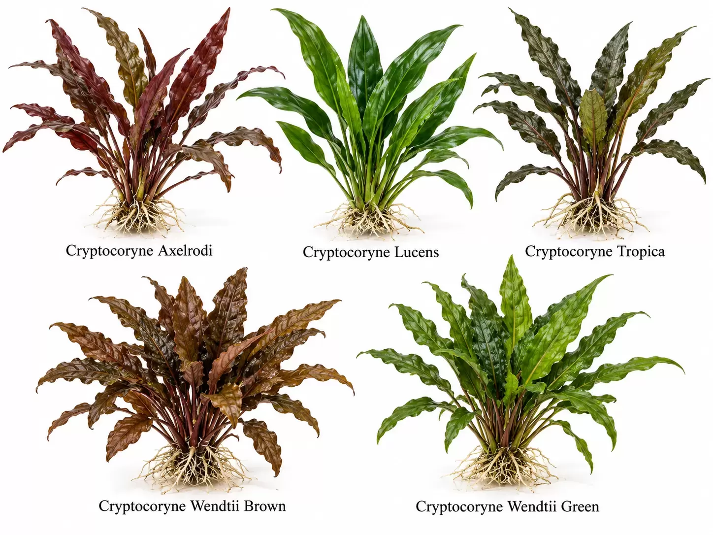 Cryptocoryne Aquarium Plant Care Guide