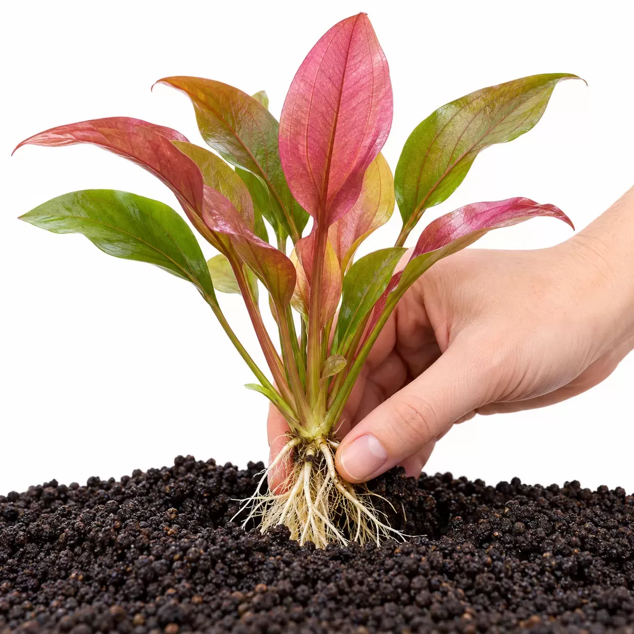 Hand planting an Amazon Sword aquatic plant into aquarium substrate
