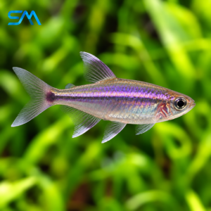 Purple Rasbora in a Lush Aquarium