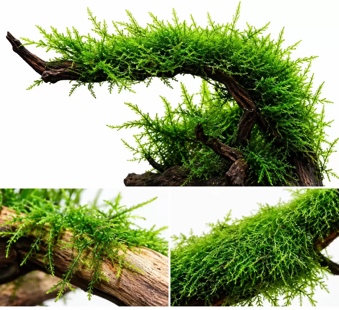 Java Moss Aquarium Plant on Driftwood
