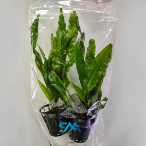 Microsorum pteropus Java Fern live aquarium plant for freshwater planted tanks