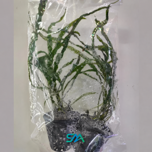 Microsorum pteropus Narrow Leaf Java Fern aquatic plant for freshwater aquascaping