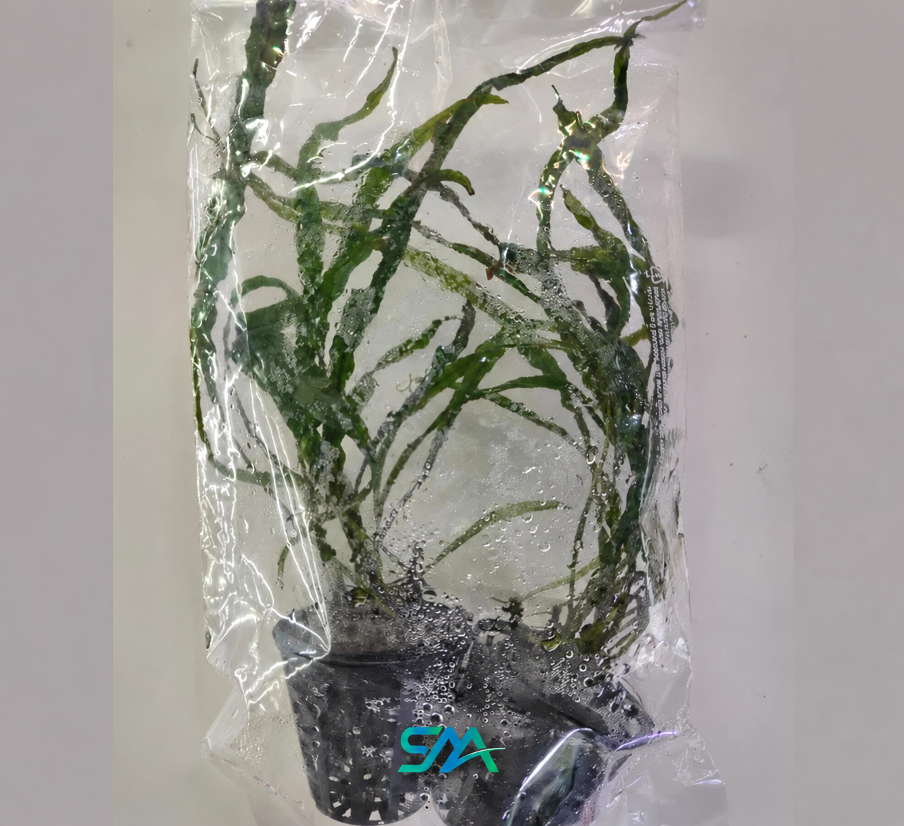 Microsorum pteropus Narrow Leaf Java Fern aquatic plant for freshwater aquascaping