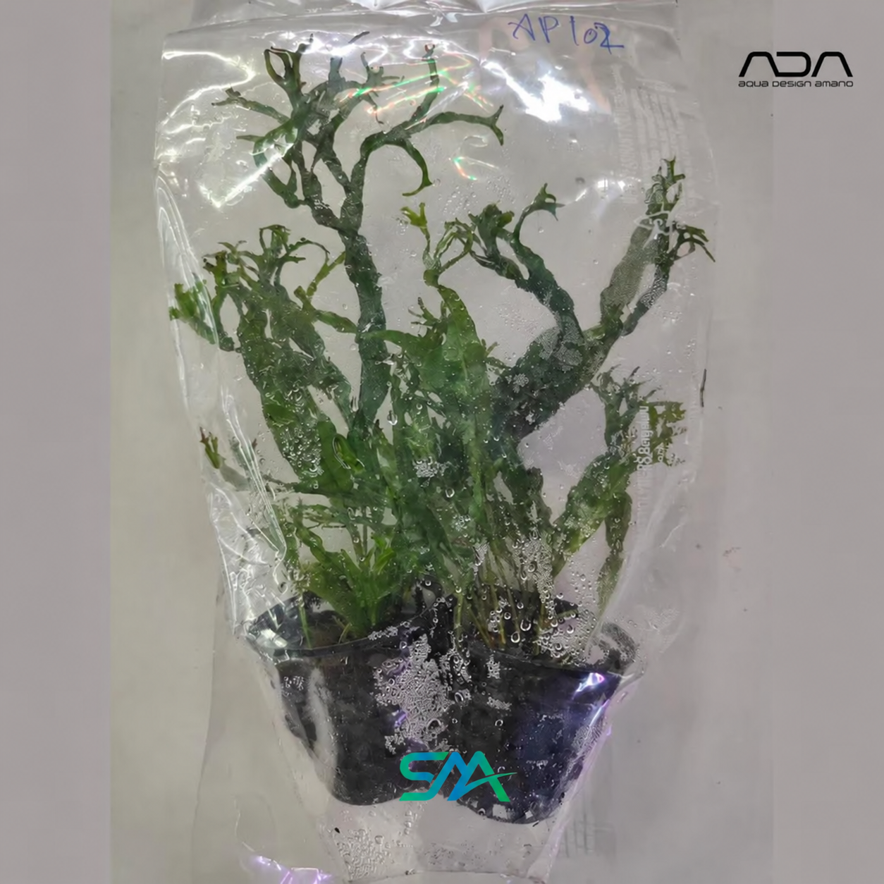 Microsorum pteropus Windelov Java Fern with decorative forked leaves for planted aquariums