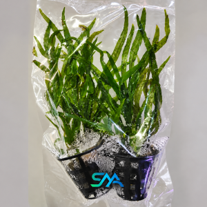 Microsorum pteropus Trident Java Fern with narrow branched leaves for aquarium aquascaping