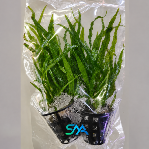 Microsorum pteropus Narrow Leaf Thailand Java Fern for natural freshwater aquariums