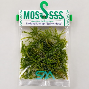 Taxiphyllum Spiky Moss live aquatic moss for driftwood rocks and freshwater aquascaping