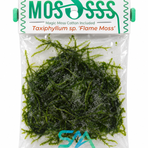 Flame Moss aquatic plant with upright flame shaped growth for planted aquariums