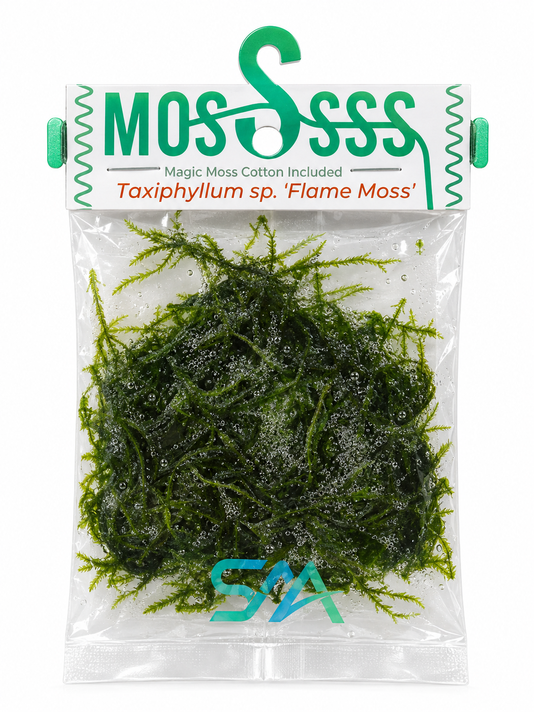 Flame Moss aquatic plant with upright flame shaped growth for planted aquariums