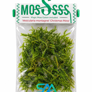 Vesicularia montagnei Christmas Moss with Christmas tree shaped fronds for aquarium aquascaping