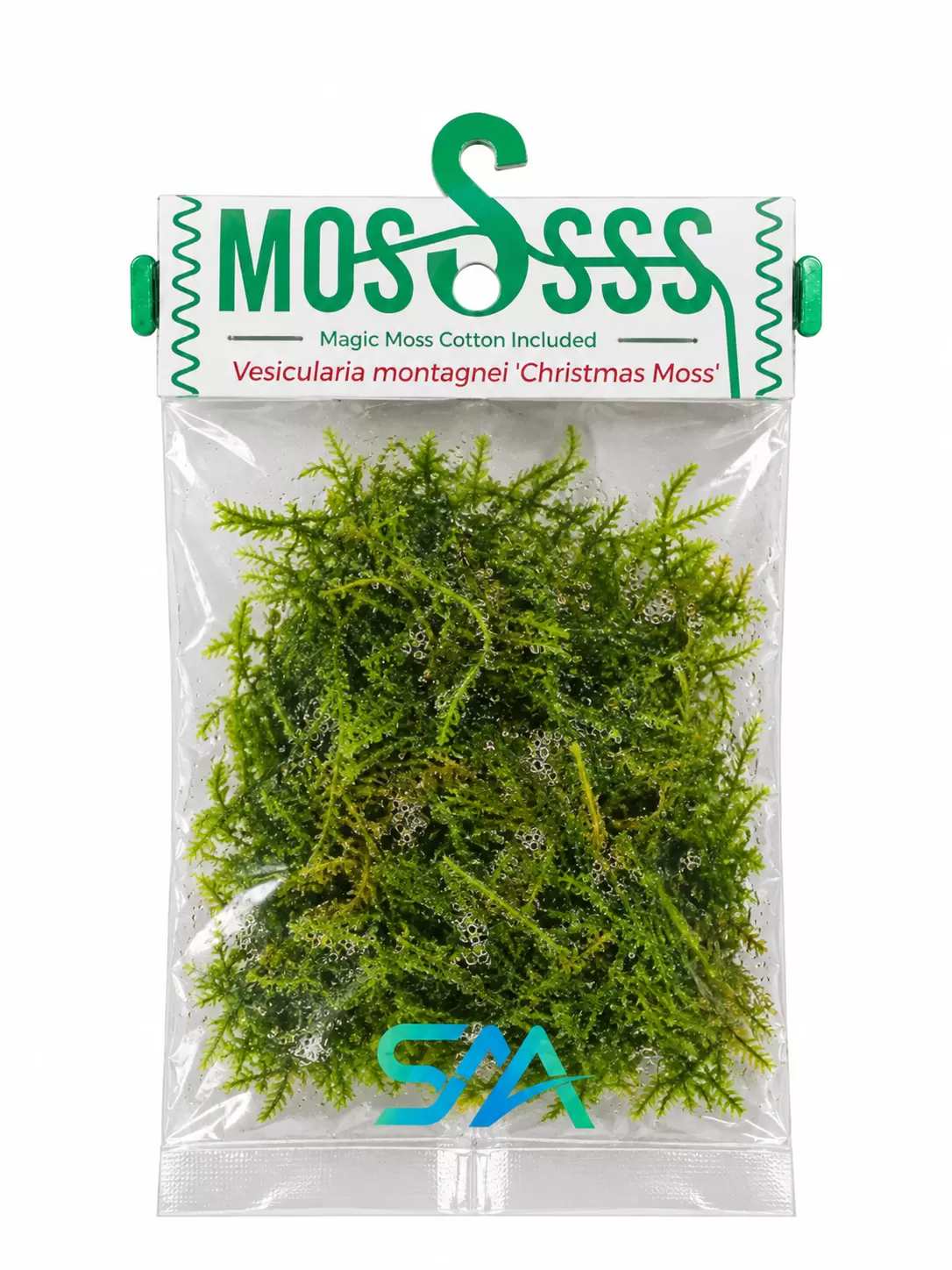 Vesicularia montagnei Christmas Moss with Christmas tree shaped fronds for aquarium aquascaping